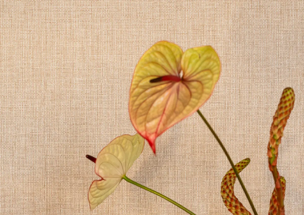 Interiérový dizajn Horus Trade - tapeta Vescom Purefin